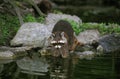 Raccoon, procyon lotor, Adult entering Water Royalty Free Stock Photo