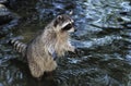 Raccoon, procyon lotor, Adult in Water standing on its Hind Legs Royalty Free Stock Photo