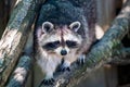 Raccoon (Procyon lotor) - also known as the North American raccoon - climbing on a tree during sunset Royalty Free Stock Photo