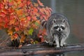 Raccoon (Procyon lotor) with Autumn Leaves