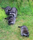 Raccoon, Procyon lotor, Family under Cedar Tree, Vancouver Island, British Columbia Royalty Free Stock Photo