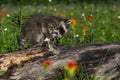 Raccoon Procyon lotor Gnaws on Log in Castilleja Patch Summer