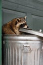 Raccoon Procyon lotor Hangs On to Trash Can Lid Autumn Royalty Free Stock Photo