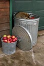 Raccoon (Procyon lotor) Head Down Inside Garbage Can Royalty Free Stock Photo