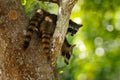 Raccoon, Procyon lotor, hidden in the green forest vegetation in National Park Manuel Antonio, Costa Rica. Wildlife scene from Royalty Free Stock Photo