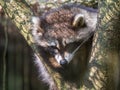 Raccoon (Procyon lotor) laying down on a tree. Royalty Free Stock Photo