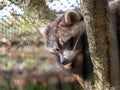 Raccoon (Procyon lotor) laying down on a tree. Royalty Free Stock Photo