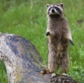 Raccoon Procyon lotor wildlife animal standing on log Royalty Free Stock Photo