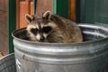 Raccoon (Procyon lotor) Looks Out From Inside of Garbage Can Royalty Free Stock Photo