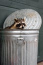 Raccoon Procyon lotor Looks Out Of Trash Can Lid Behind Autumn Royalty Free Stock Photo