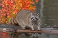 Raccoon (Procyon lotor) Looks Out at Viewer from Log