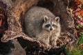 Raccoon Procyon lotor Looks Straight Out from Inside Log Royalty Free Stock Photo