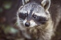 Raccoon Procyon lotor in nature Royalty Free Stock Photo