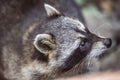 Raccoon Procyon lotor in nature Royalty Free Stock Photo