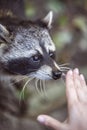 Raccoon Procyon lotor in nature Royalty Free Stock Photo