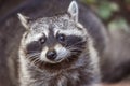 Raccoon Procyon lotor in nature Royalty Free Stock Photo