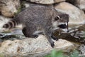 Raccoon Procyon lotor