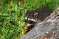 Raccoon Procyon lotor Nose in Prairie Fire Flower Summer