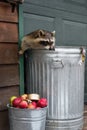 Raccoon (Procyon lotor) Paw on Side of House Inside Trash Can Royalty Free Stock Photo