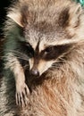 The raccoon Procyon lotor Royalty Free Stock Photo