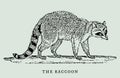 The raccoon procyon lotor in profile view. Illustration