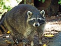 The raccoon Procyon lotor, Racoon, common raccoon, North American raccoon, Der WaschbÃÂ¤r or Nordamerikanischer WaschbÃÂ¤r Royalty Free Stock Photo