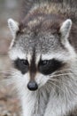 Raccoon (Procyon lotor) Royalty Free Stock Photo