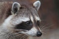 Raccoon (Procyon lotor) Royalty Free Stock Photo