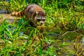 Raccoon procyon lotor searching for food in the vegetation and waters of the swamps of the Louisiana Bayou Royalty Free Stock Photo