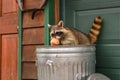 Raccoon Procyon lotor Sitting in Trash Can Tail Up Sniffs Apple