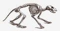 Raccoon procyon lotor skeleton in profile view