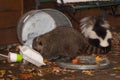 Raccoon Procyon lotor and Skunk Mephitis mephitis Root Throug