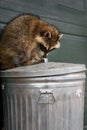 Raccoon (Procyon lotor) Sniffs at Trash Can Lid Autumn Royalty Free Stock Photo