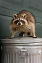 Raccoon Procyon lotor Stands Defiant Atop Garbage Can Royalty Free Stock Photo