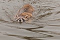 Raccoon (Procyon lotor) Swims Along Royalty Free Stock Photo