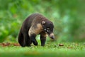 Raccoon, Procyon lotor, on the tree in National Park Manuel Antonio, Costa Rica. Animal in the forest. Raccoon with long tail. Mam Royalty Free Stock Photo