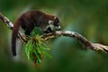 Raccoon, Procyon lotor, on the tree in National Park Manuel Antonio, Costa Rica. Animal in the forest. Raccoon with long tail. Mam Royalty Free Stock Photo