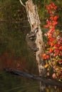 Raccoon Procyon lotor Turns Around on Side of Tree in Pond Autumn