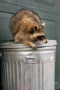 Raccoon Procyon lotor Turns While Atop Closed Garbage Can Royalty Free Stock Photo