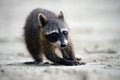 Raccoon, Procyon lotor, walking on white sand beach in National Park Manuel Antonio, grey animal in the nature habitat, Costa Rica Royalty Free Stock Photo