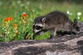 Raccoon Procyon lotor Walks Along Log Castilleja Flowers Summer