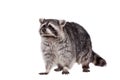 Raccoon (Procyon lotor) on the white background