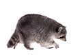 Raccoon (Procyon lotor) on the white background