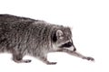 Raccoon (Procyon lotor) on the white background