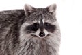 Raccoon (Procyon lotor) on the white background
