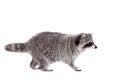 Raccoon (Procyon lotor) on the white background