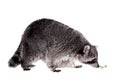 Raccoon (Procyon lotor) on the white background