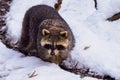 Raccoon Procyon lotor in winter. Also known as the North American raccoon Royalty Free Stock Photo