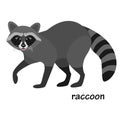 Raccoon