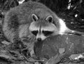 The raccoon or racoon or common, North American, northern raccoon Royalty Free Stock Photo